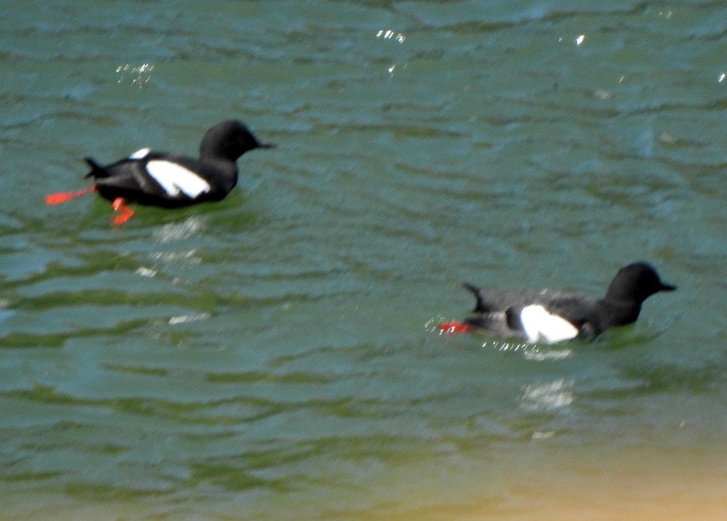 Pigeon Guillemot - ML619007240