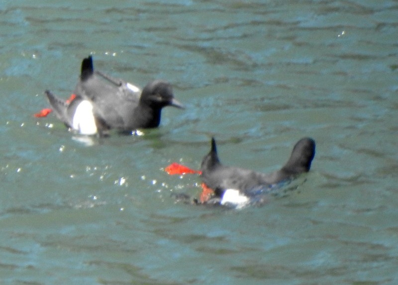 Pigeon Guillemot - Andy Frank