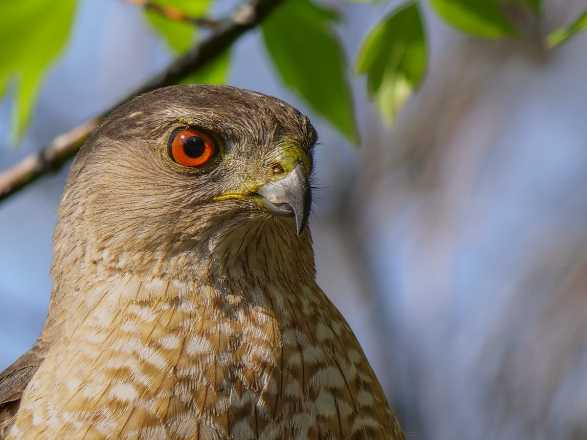 Cooper's Hawk - Bob Izumi