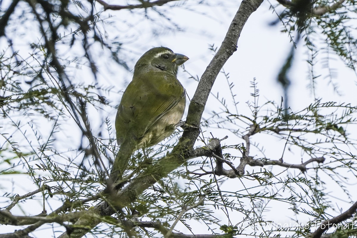 Green-winged Saltator - luis viggiano