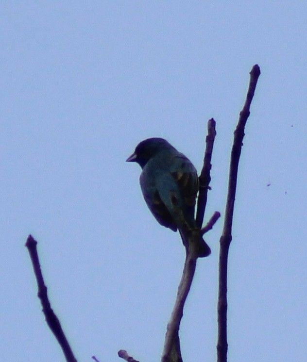 Indigo Bunting - Luke Echols