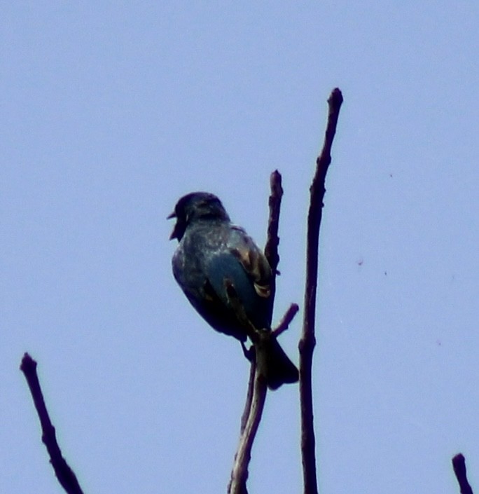 Indigo Bunting - Luke Echols