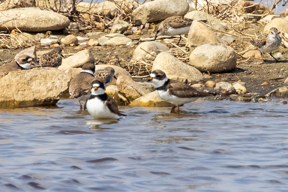 Semipalmated Plover - ML619007319