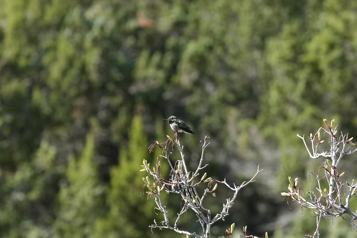 Broad-tailed Hummingbird - Patty Griffith
