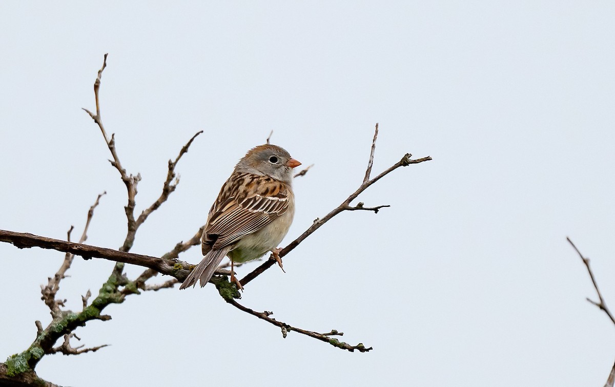 Field Sparrow - Linda Sullivan