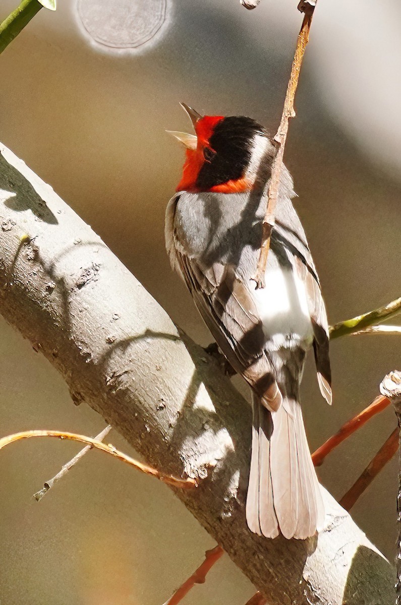 Red-faced Warbler - Joanne Kimura