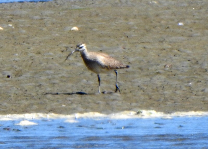 Whimbrel - Andy Frank