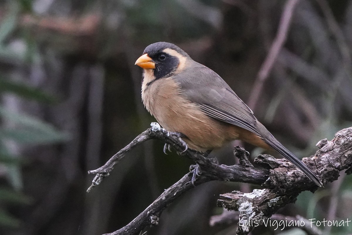 Golden-billed Saltator - luis viggiano