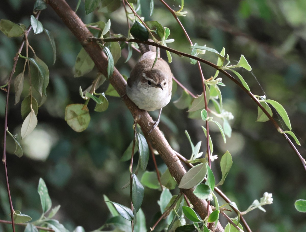 Bewick's Wren - ML619007356