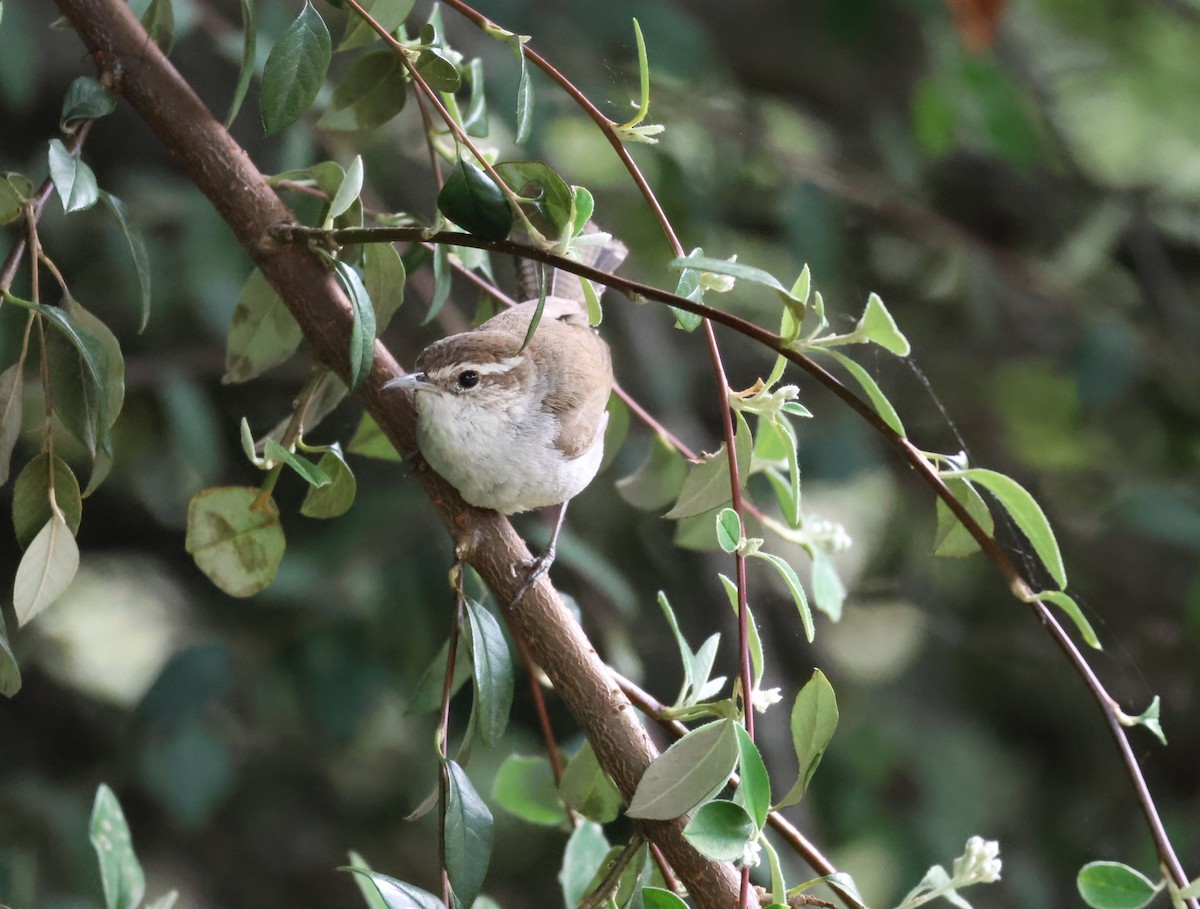 Bewick's Wren - ML619007359