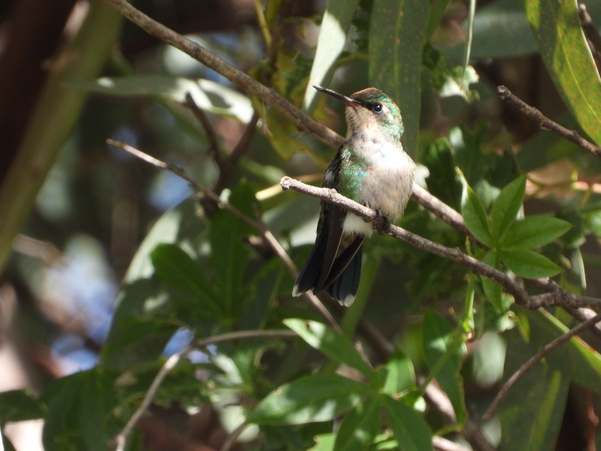 Glittering-bellied Emerald - Más Aves