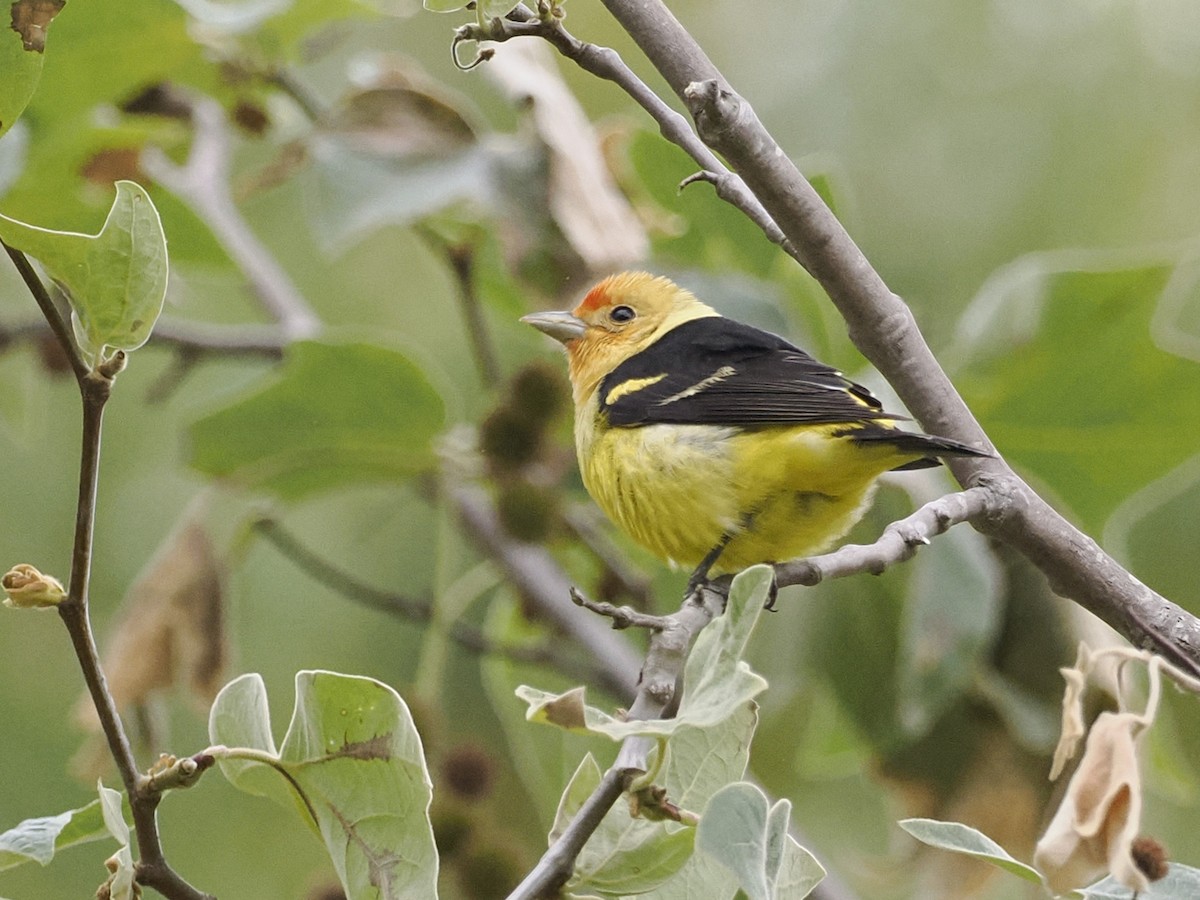 Western Tanager - Robert McNab