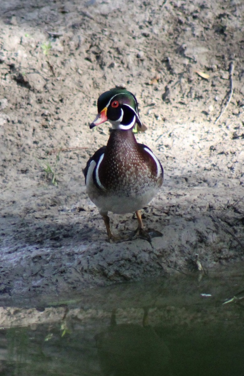 Wood Duck - Luke Echols