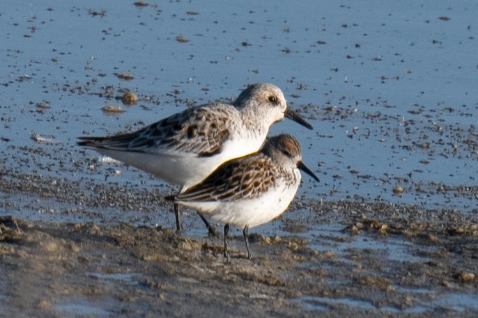 Western Sandpiper - Casey Richardson