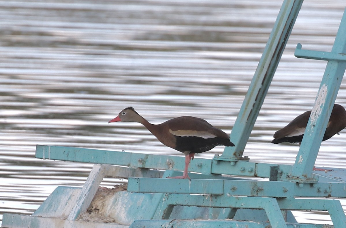 Black-bellied Whistling-Duck - Mary Backus