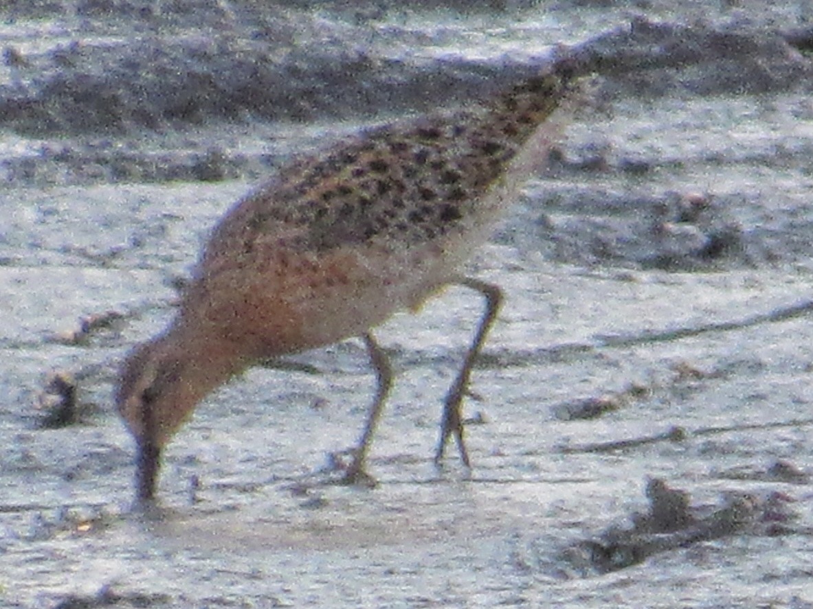 Short-billed Dowitcher - ML619007448