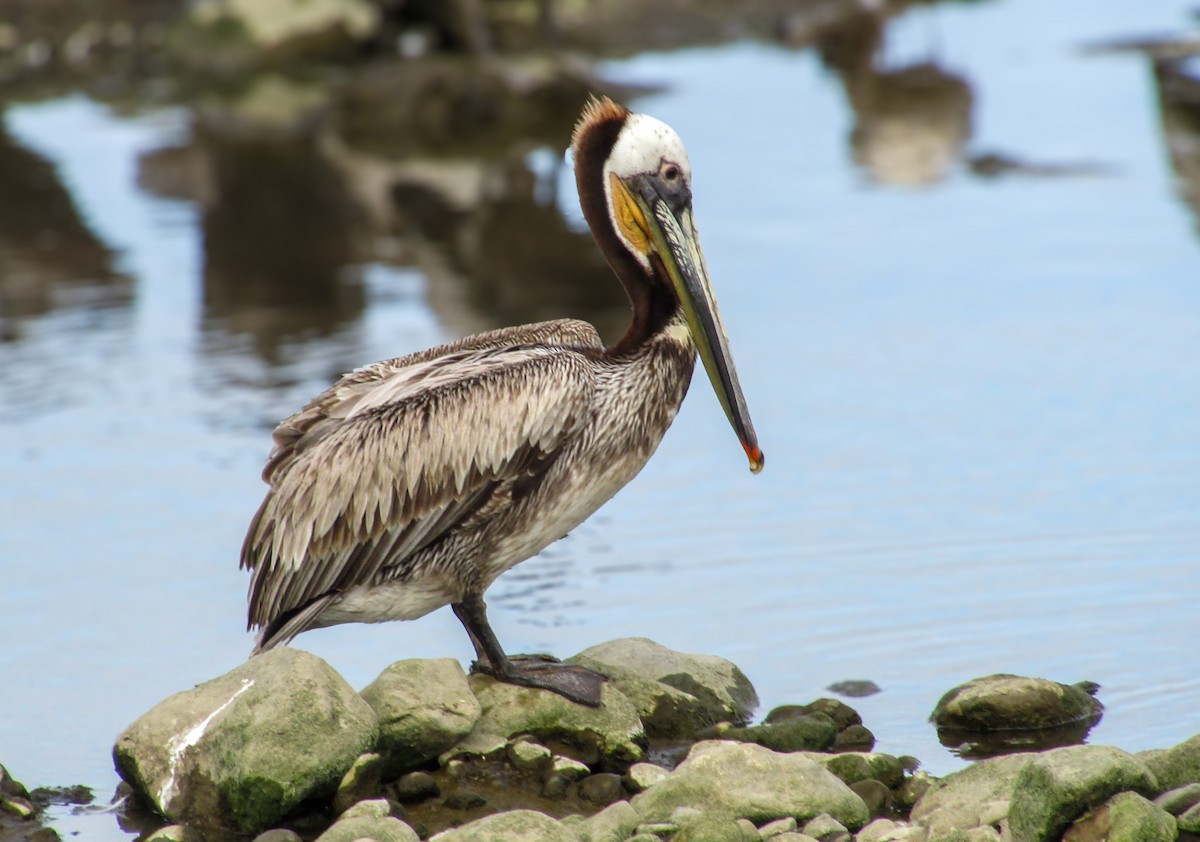 Brown Pelican - ML619007451