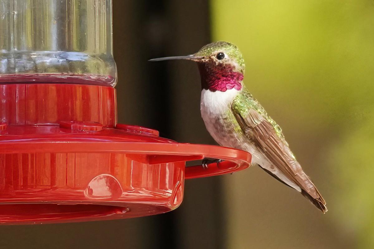 Broad-tailed Hummingbird - Joanne Kimura