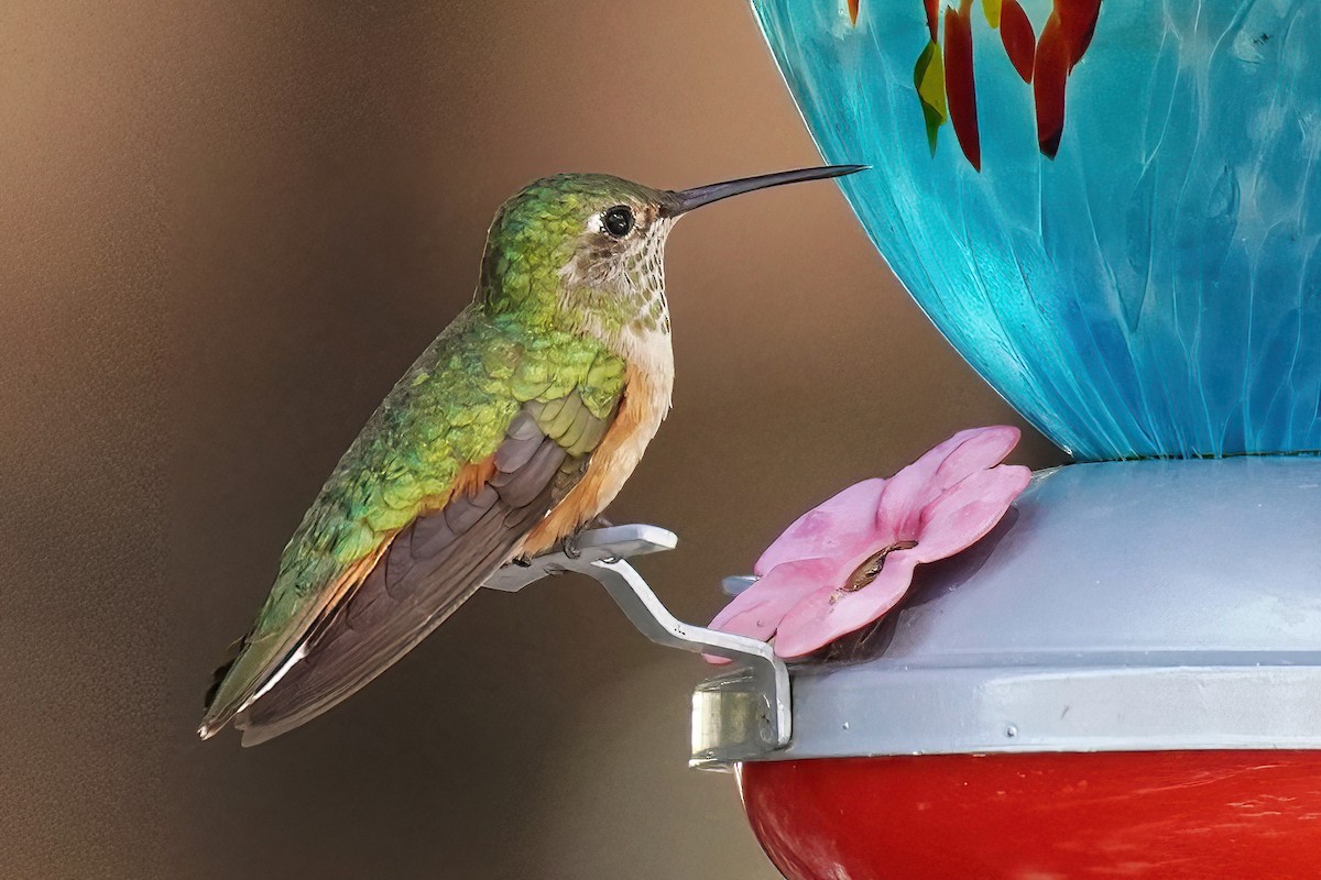 Broad-tailed Hummingbird - Joanne Kimura