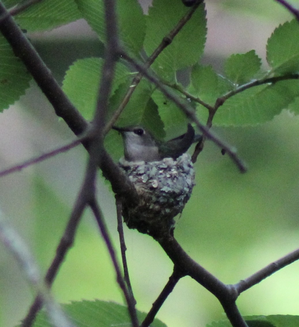 Ruby-throated Hummingbird - Luke Echols