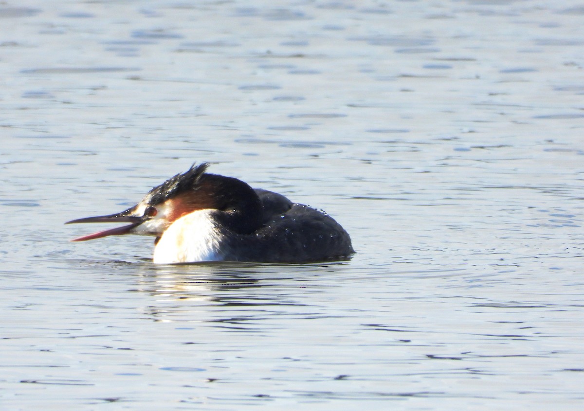 Great Crested Grebe - Janet Burton