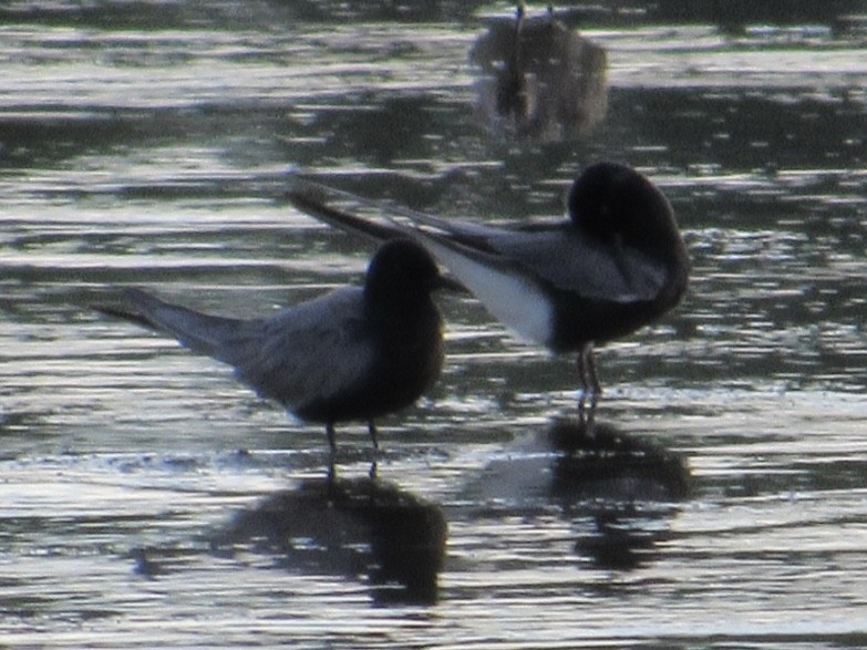 Black Tern - ML619007523