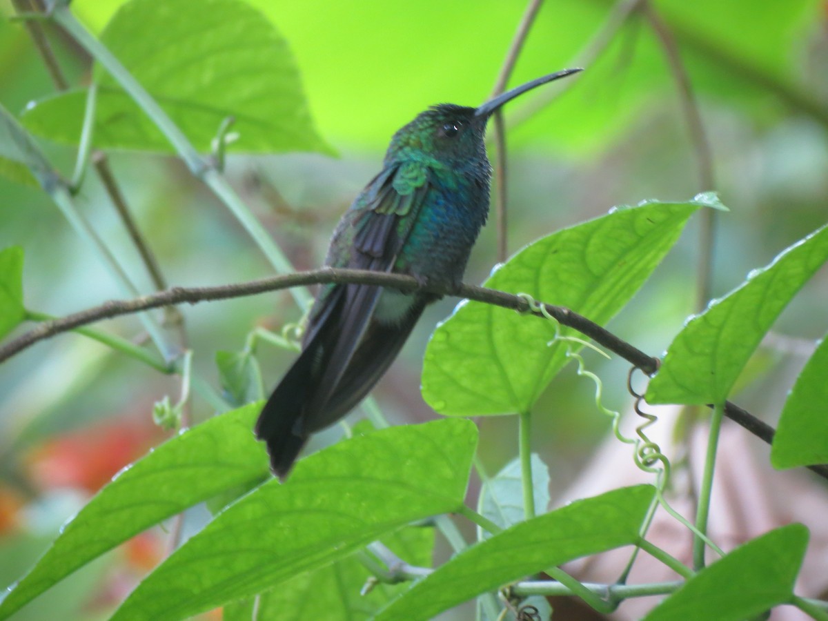 White-vented Plumeleteer - Nelly Perilla