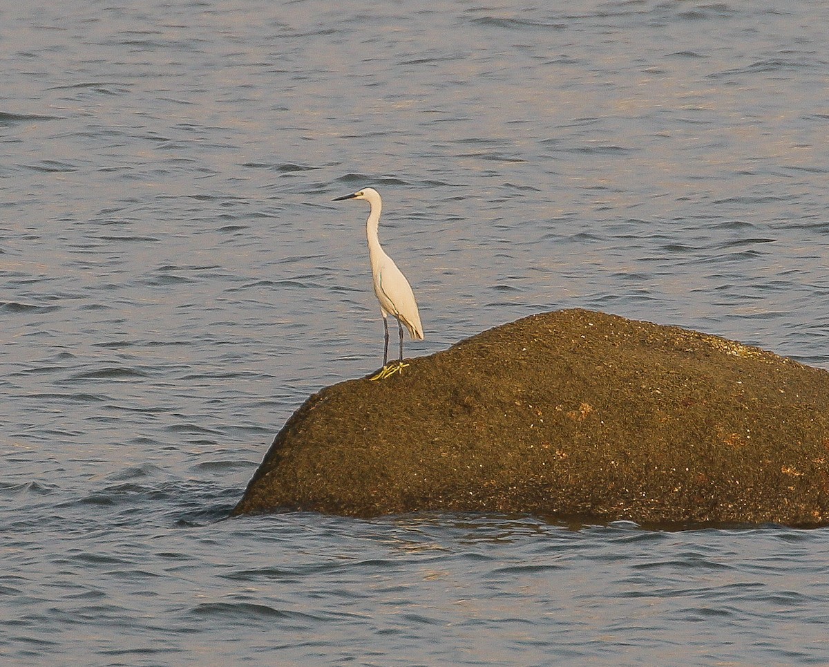 Little Egret - Neoh Hor Kee
