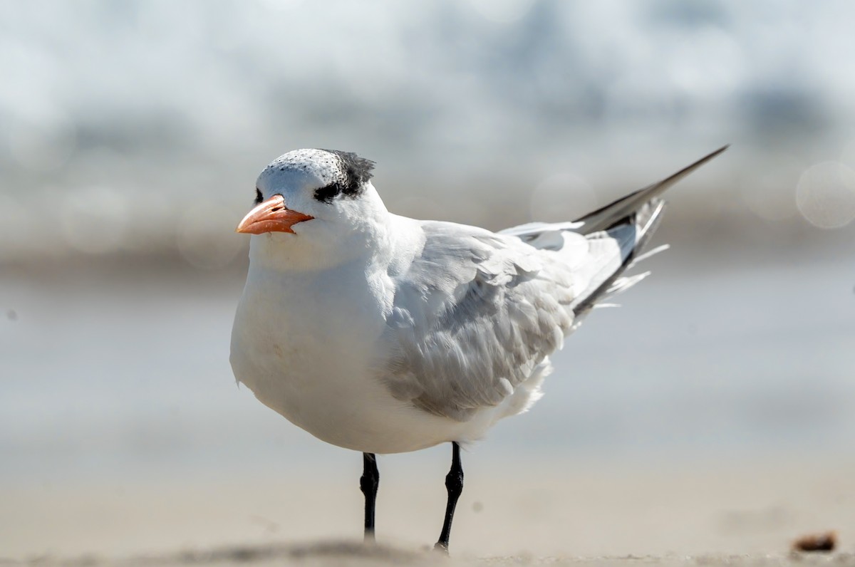 Royal Tern - Marcus Müller