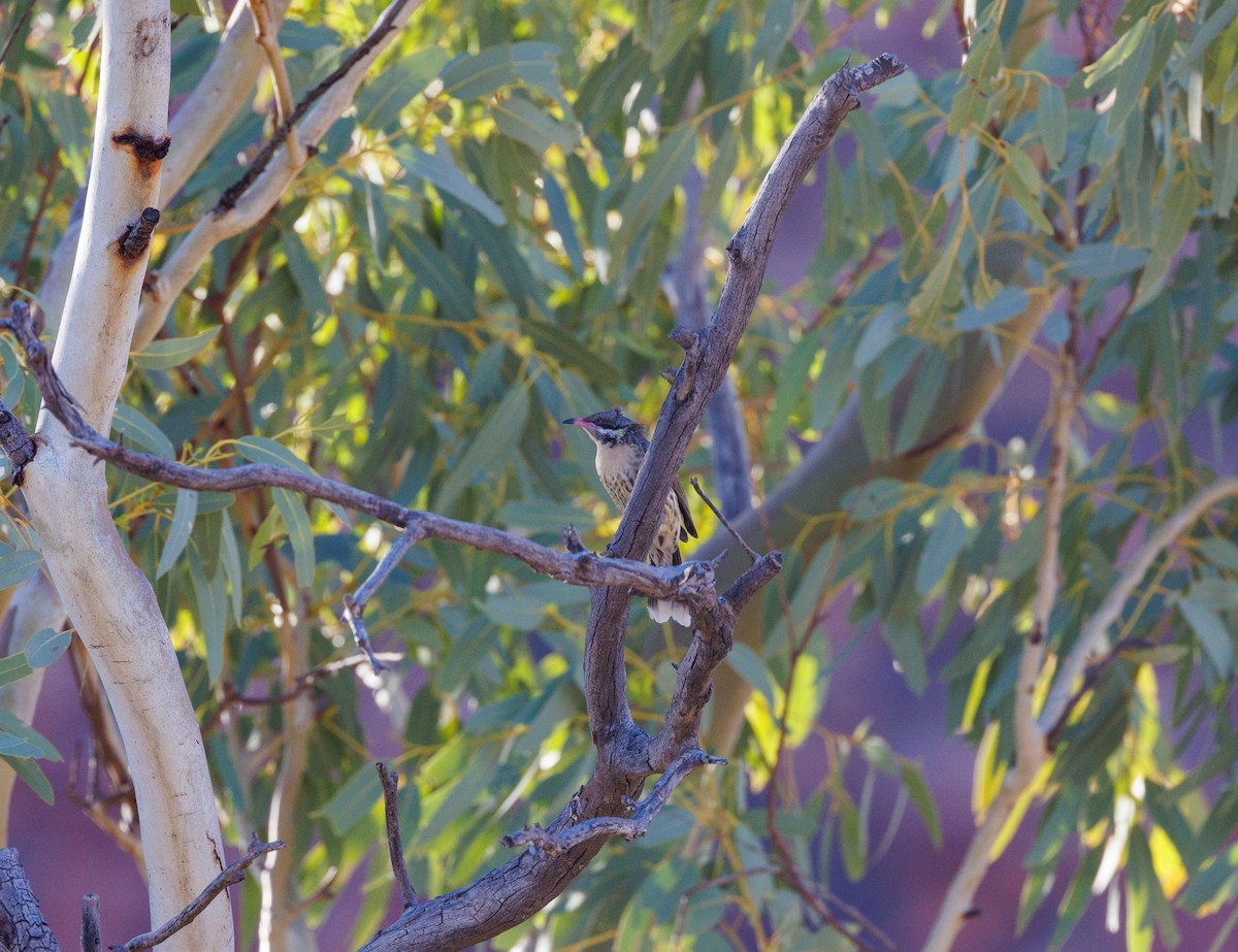 Spiny-cheeked Honeyeater - Paul Rankin