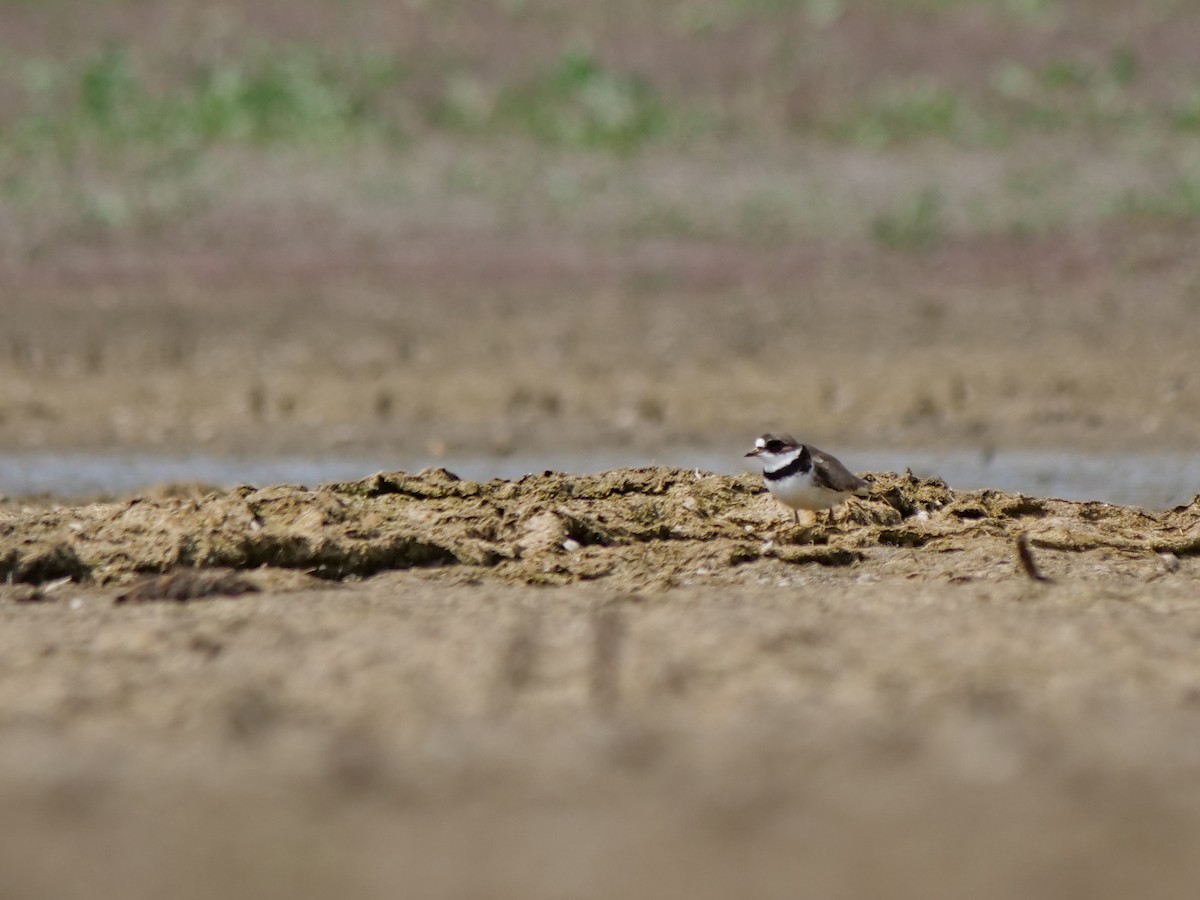 Semipalmated Plover - ML619007587