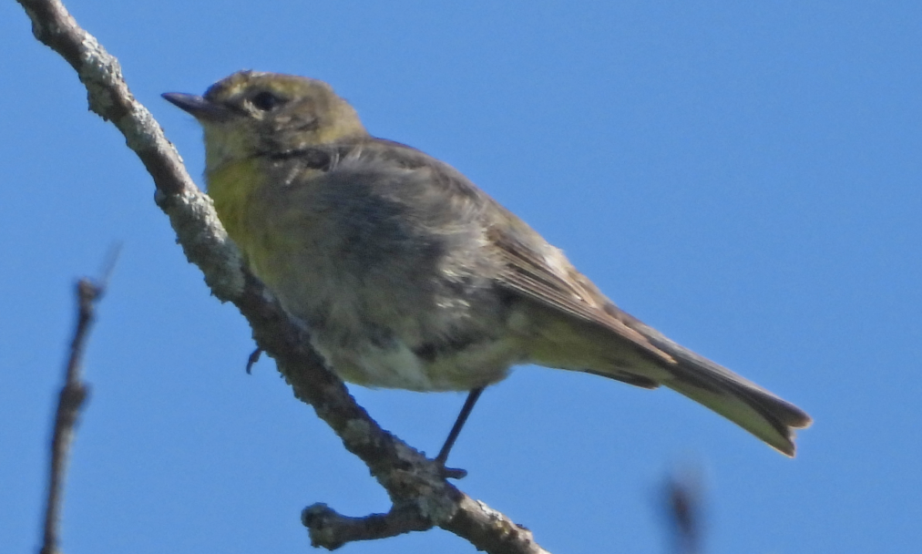 Pine Warbler - Erika Bowman