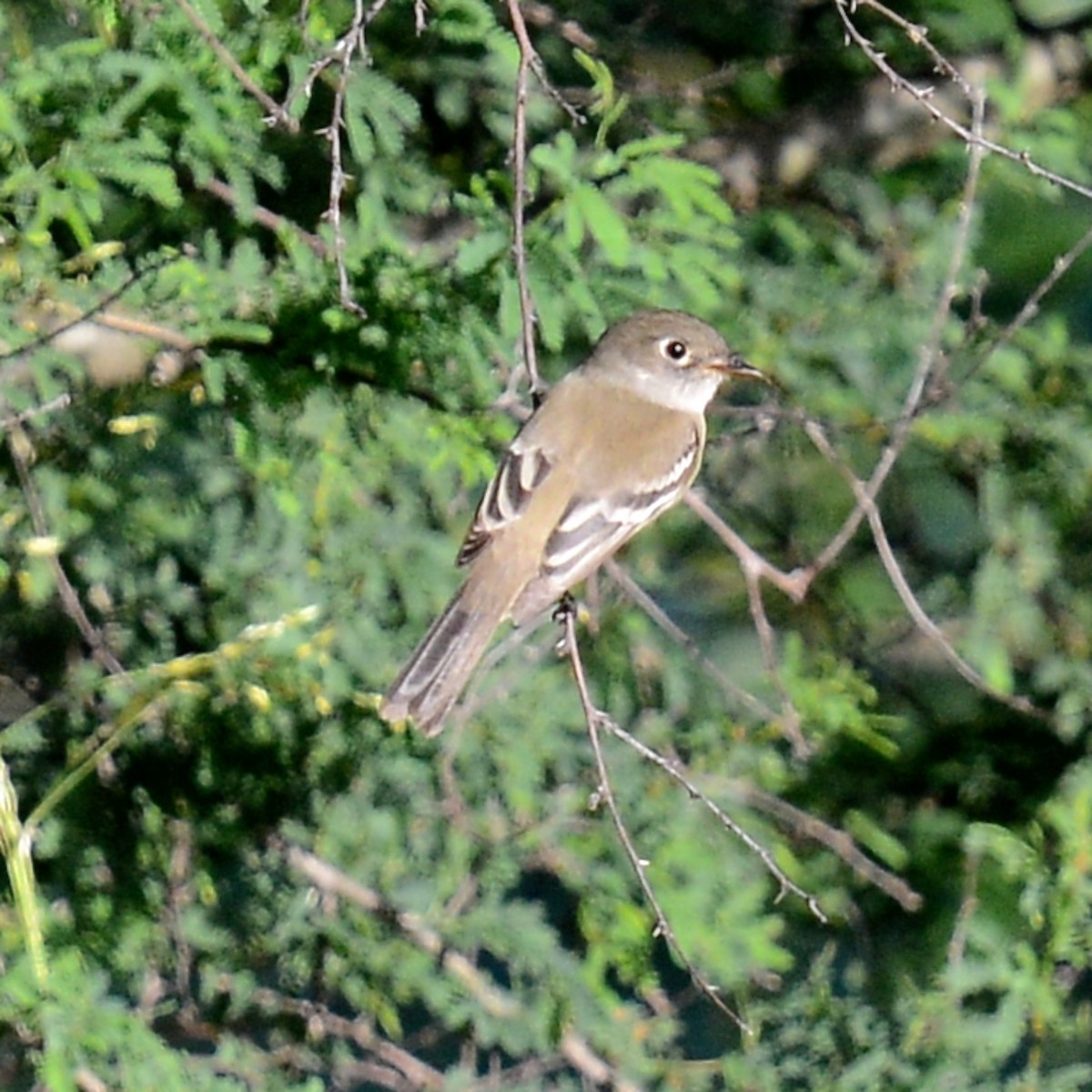 Mosquero Mínimo - ML619007609