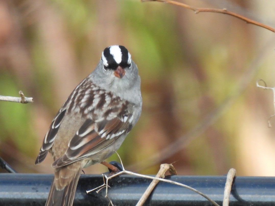 White-crowned Sparrow - ML619007612