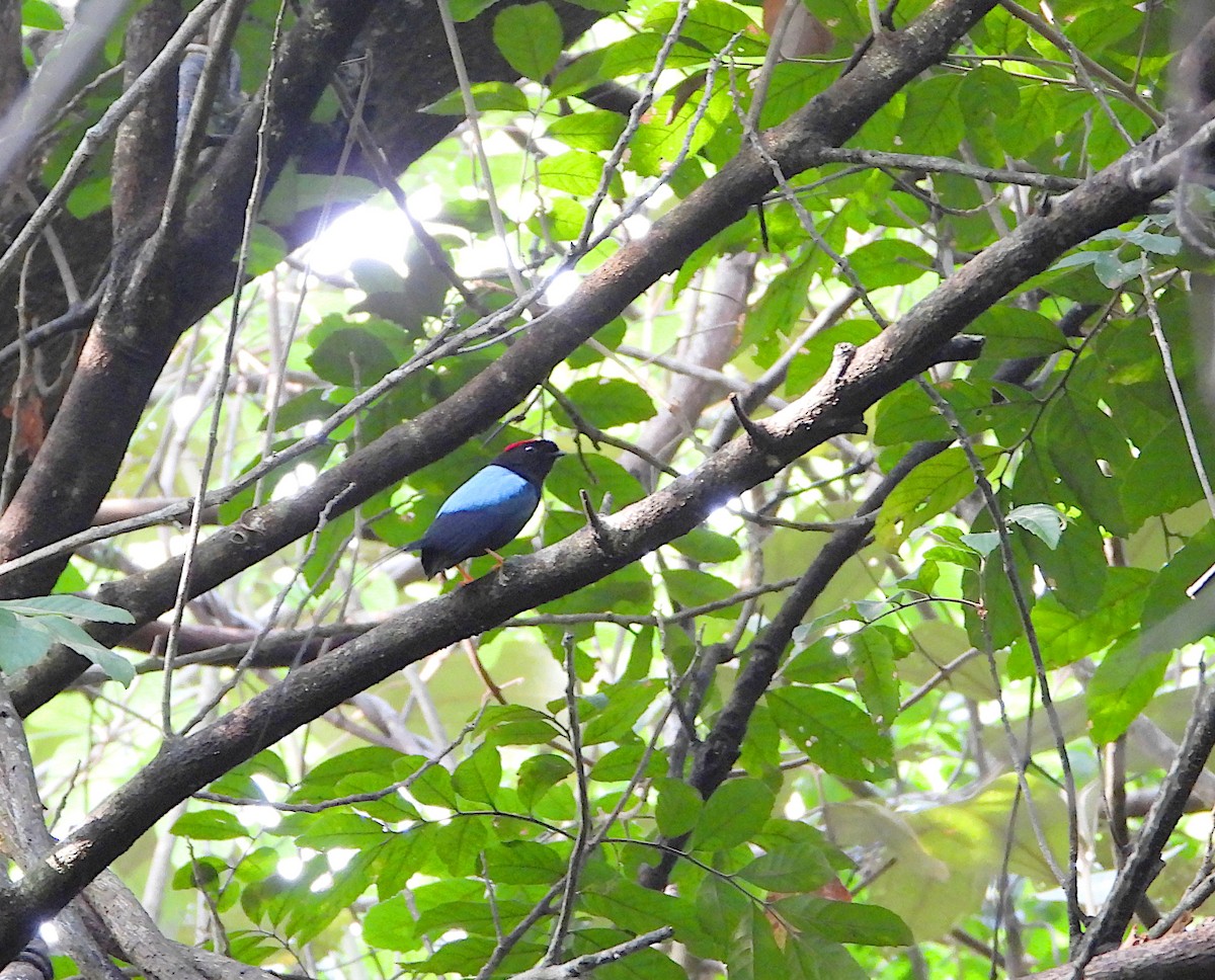 Long-tailed Manakin - ML619007616