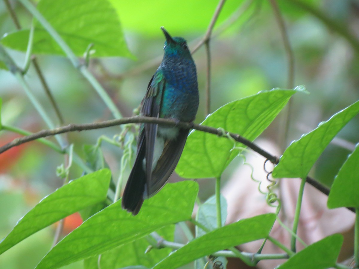 White-vented Plumeleteer - Nelly Perilla