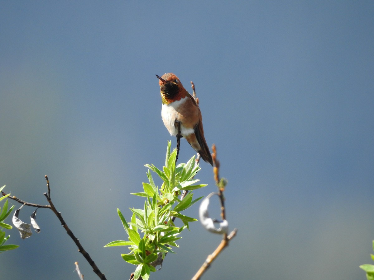 Rufous Hummingbird - Darlene Cancelliere