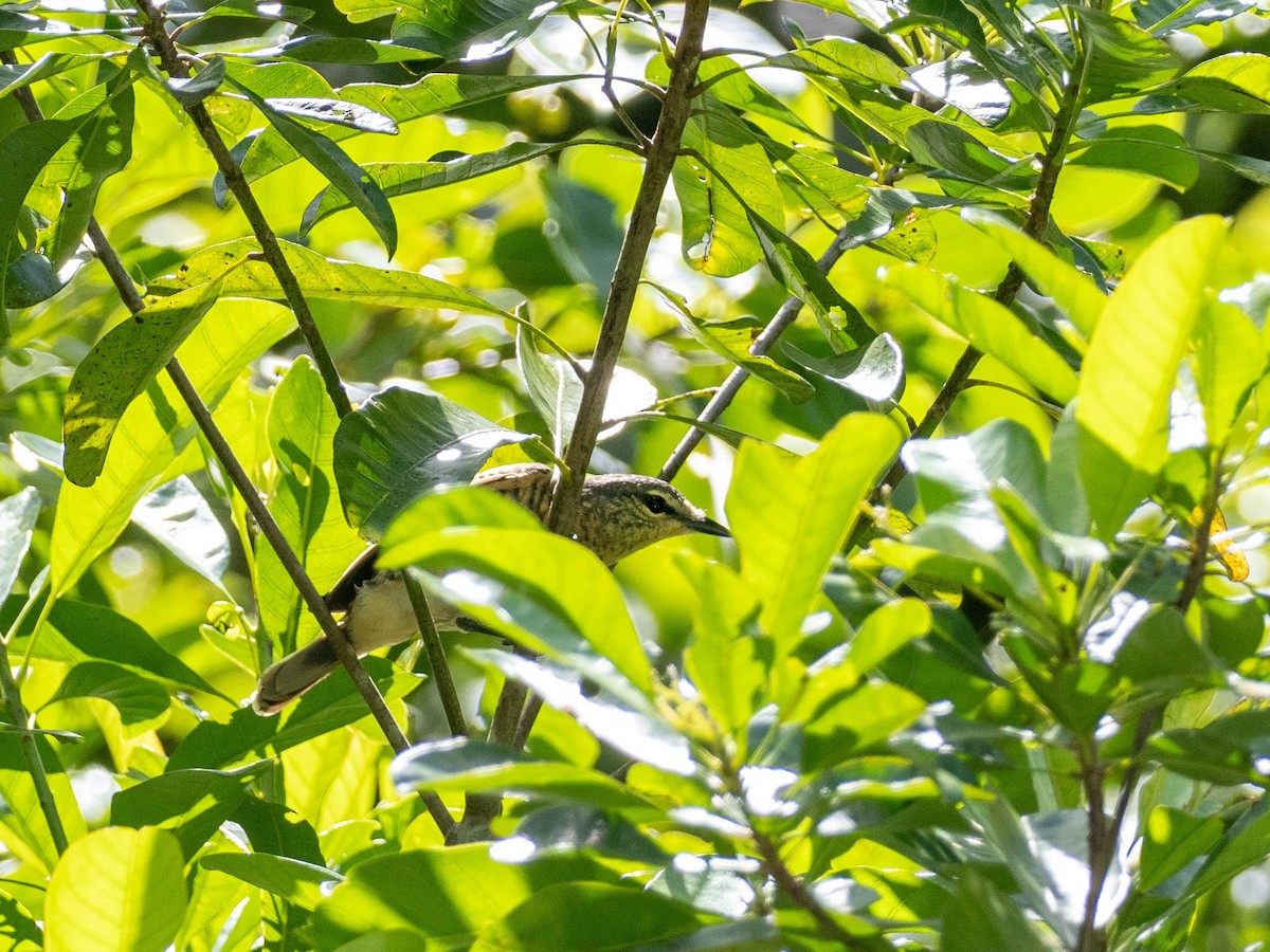 Common Cicadabird (Palau) - Rachael Kaiser