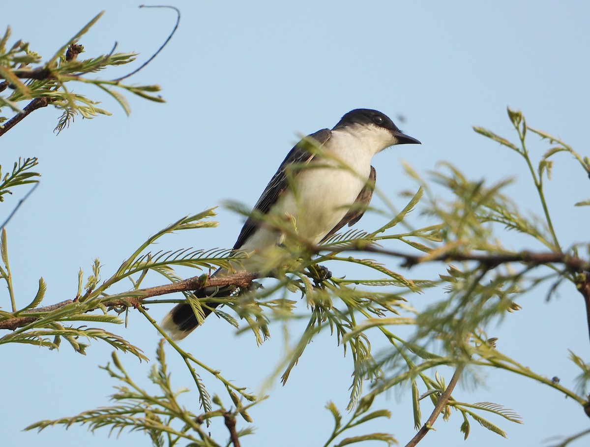 Eastern Kingbird - Isaí López