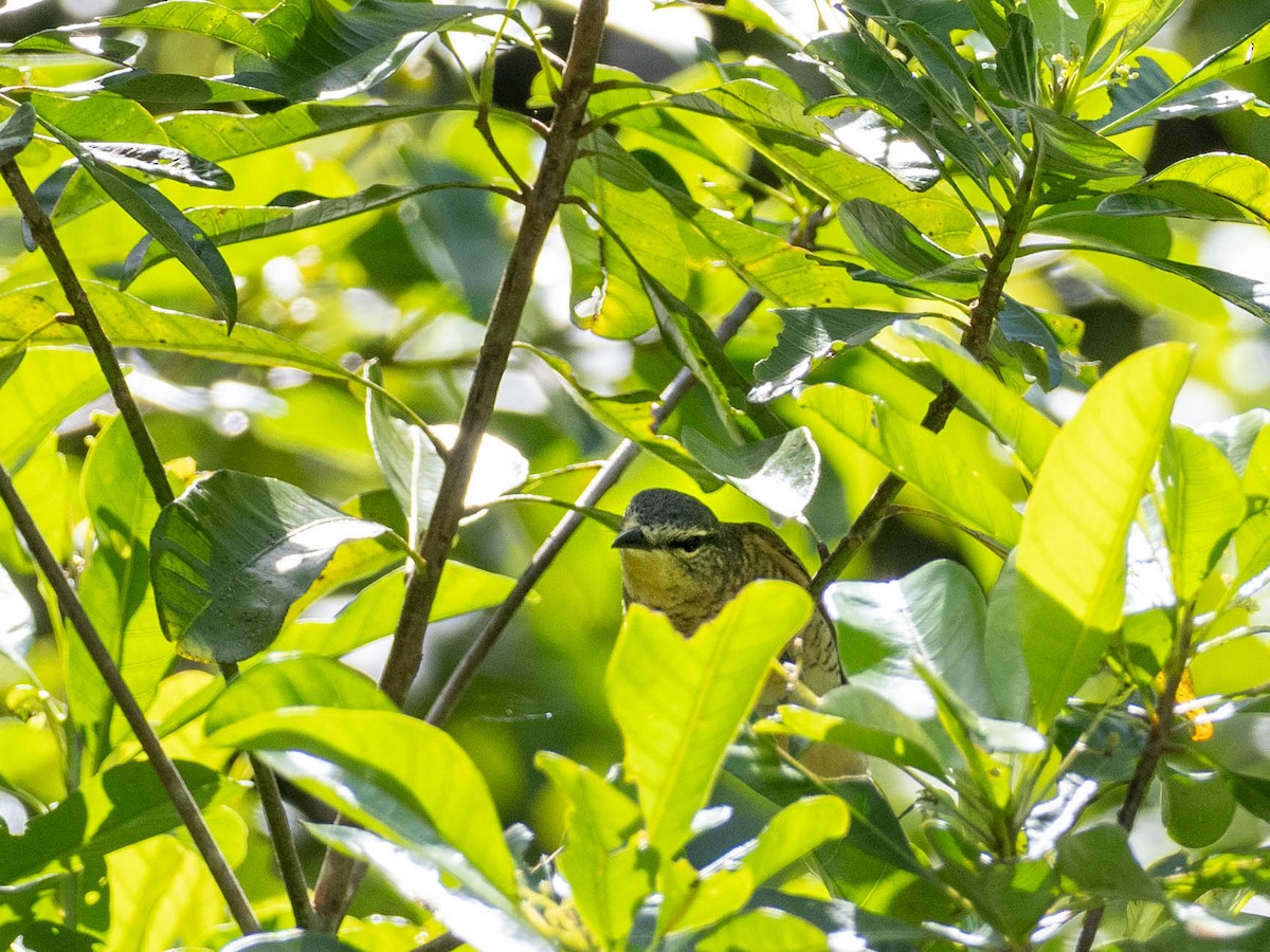 Common Cicadabird (Palau) - Rachael Kaiser