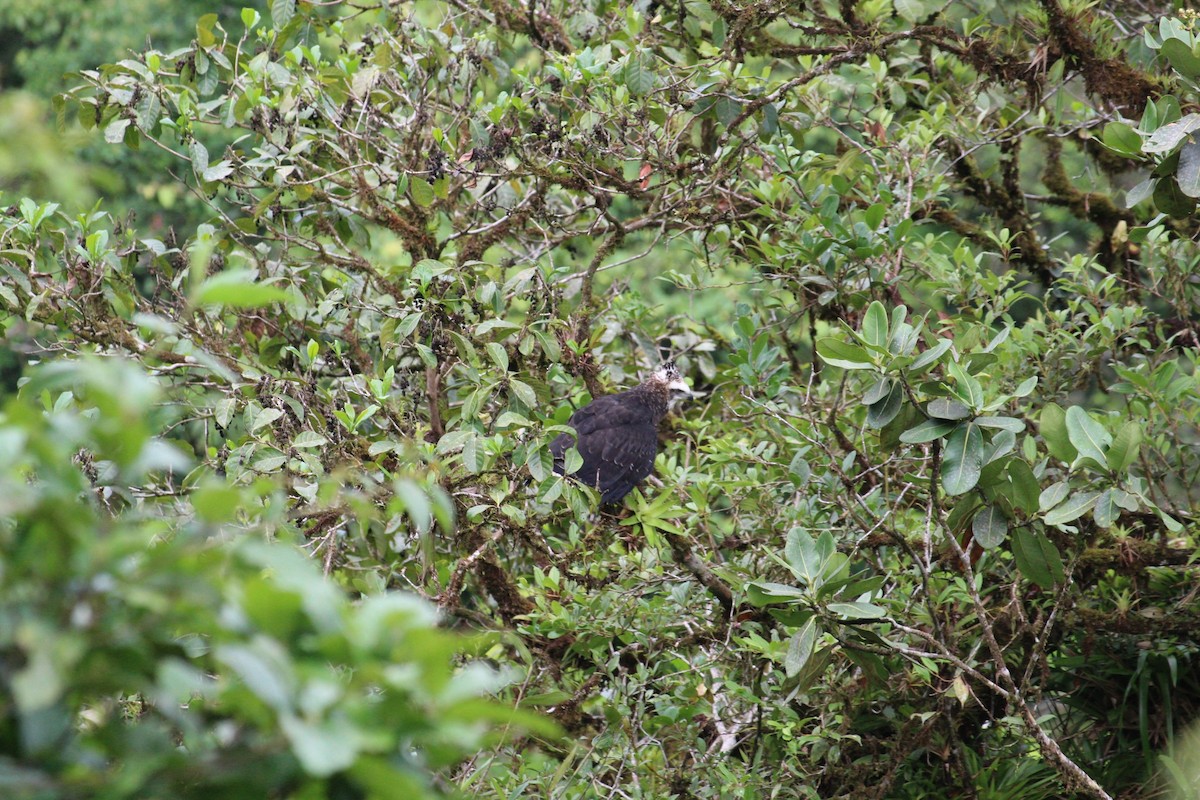 Black Hawk-Eagle - Jessenia Mora