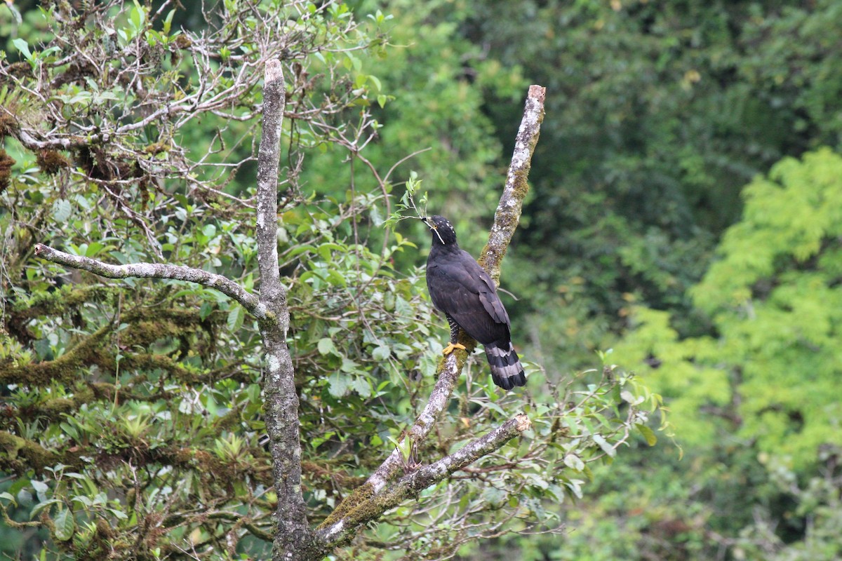 Black Hawk-Eagle - Jessenia Mora