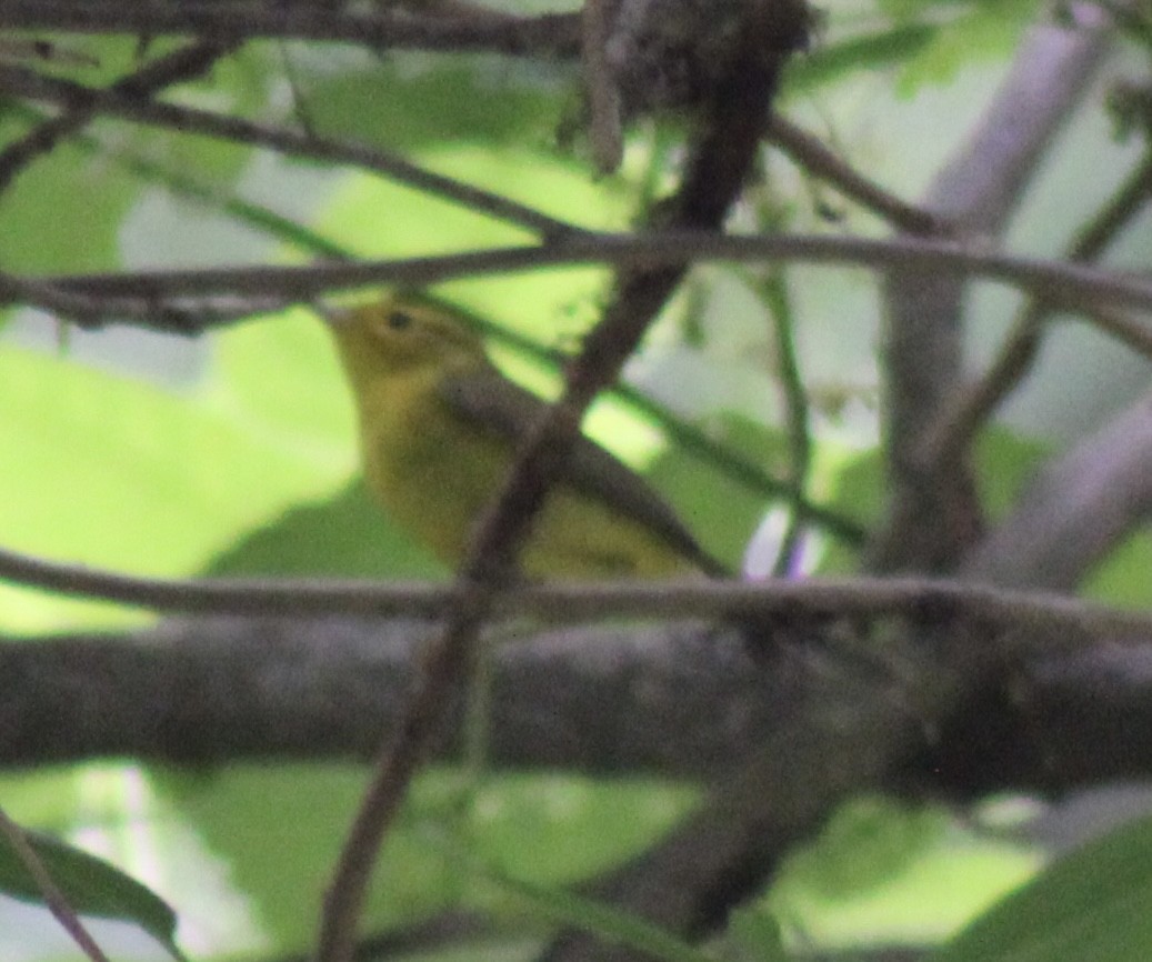 Wilson's Warbler - Luke Echols