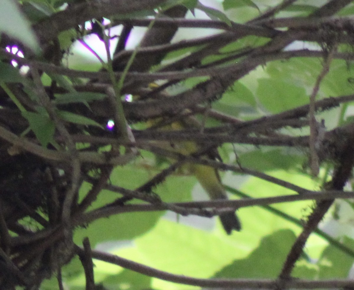 Wilson's Warbler - Luke Echols