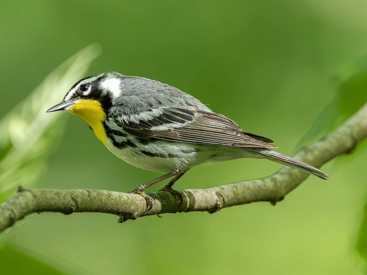 Yellow-throated Warbler (albilora) - ML619007700