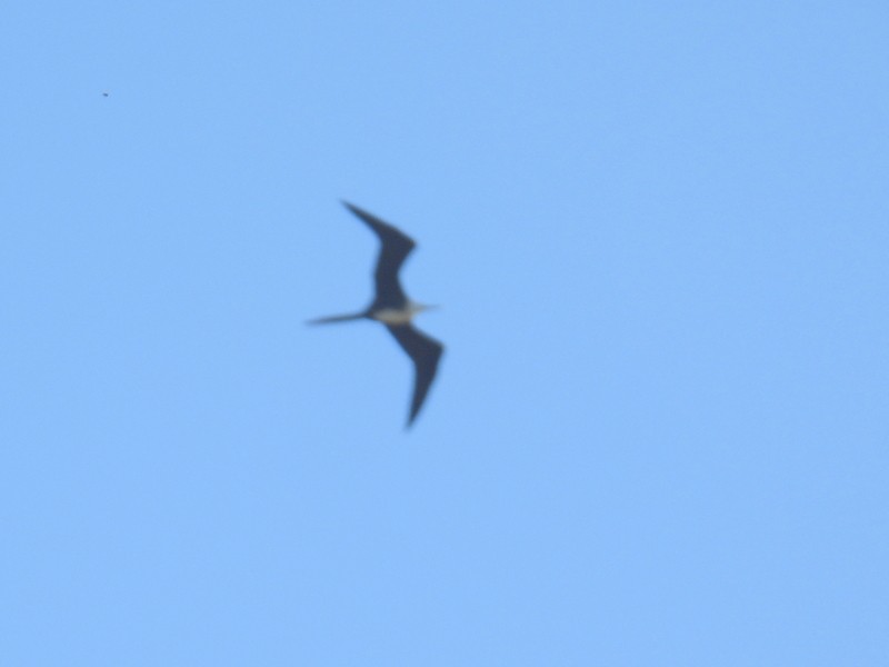 Magnificent Frigatebird - bob butler