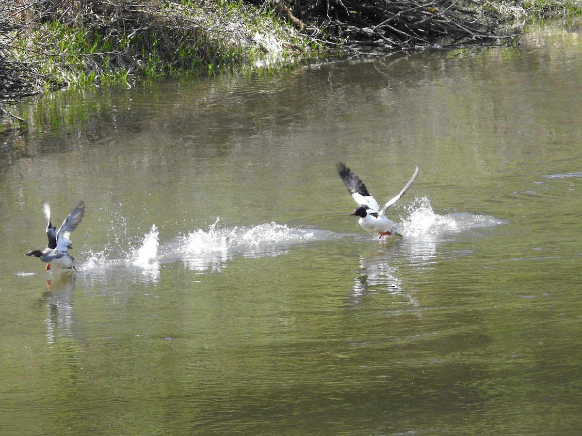 Common Merganser - Darlene Cancelliere