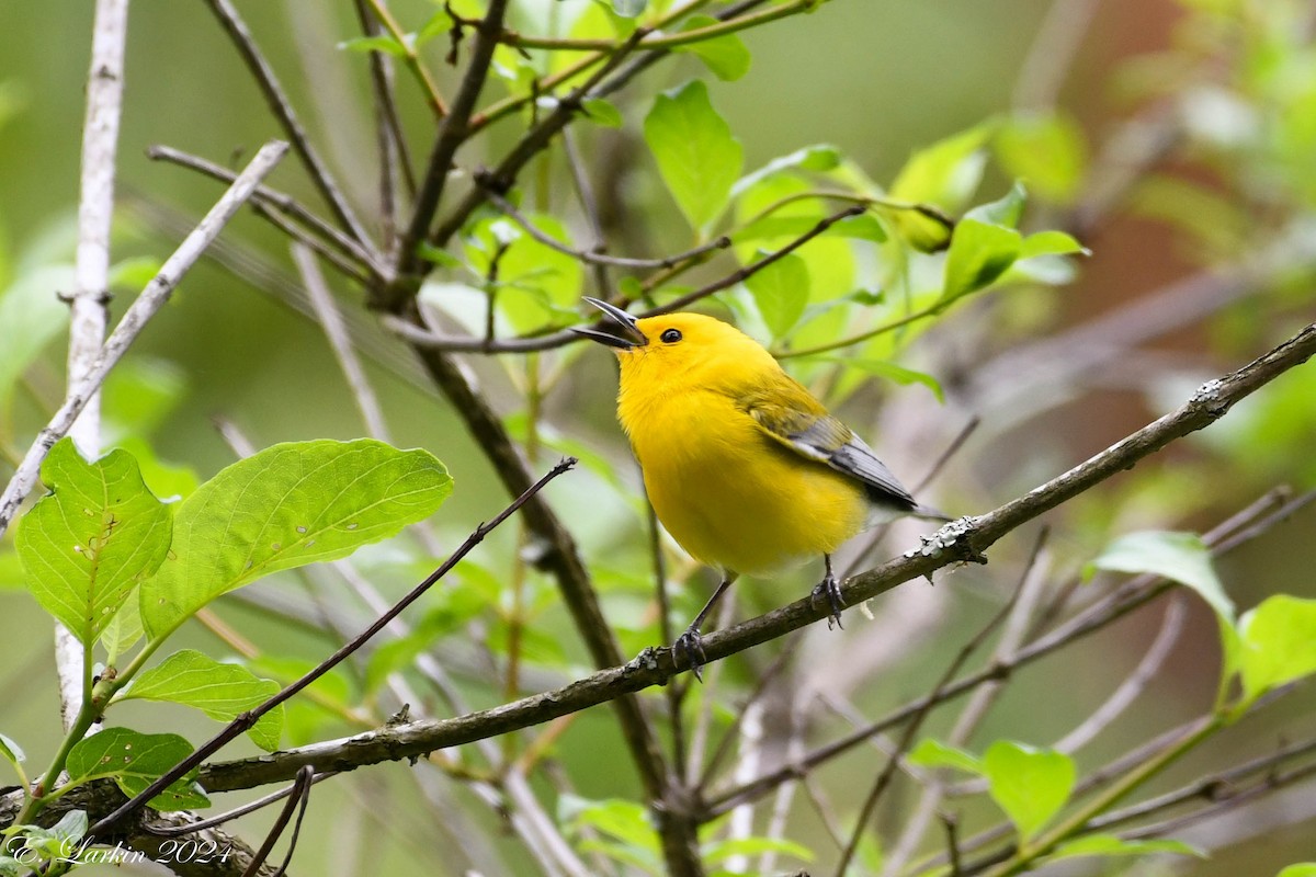 Prothonotary Warbler - Emily Larkin