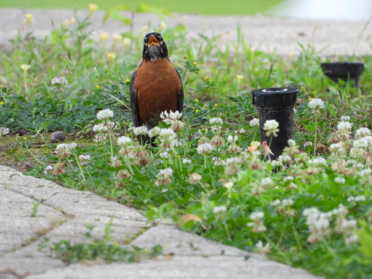 American Robin - Vidhya Sundar