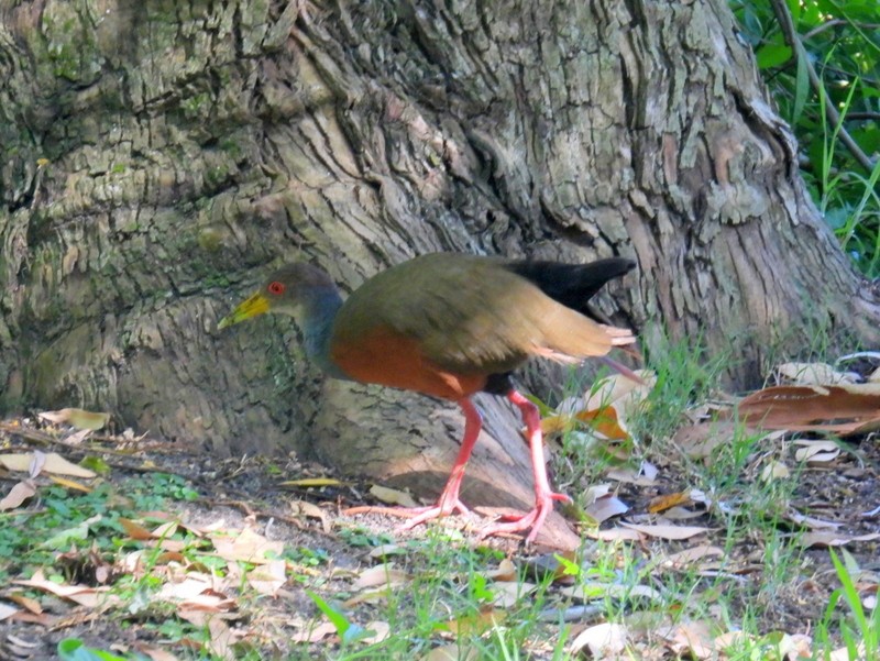 Gray-cowled Wood-Rail (Gray-cowled) - bob butler